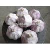 Best Price and Quality 2017 New Crop of Chinese White Garlic / Fresh Garlic