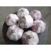 chinese fresh garlic