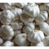 chinese 5.5cm perfect garlic