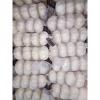 High Quality Chinese fresh White Garlic for sale / Pure White Garlic