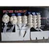 High Quality Chinese fresh White Garlic for sale / Pure White Garlic