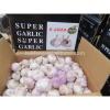 all the year supply Chinese high quality fresh Normal White Garlic / fresh Garlic