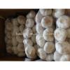 Best price 5.0cm White Garlic / fresh Garlic / Chinese garlic