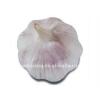 high quality Chinese normal garlic