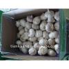 china garlic supplier