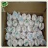 Shandong natural fresh garlic