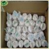 Shandong natural fresh garlic