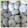 Fresh garlic in cold storage hot selling