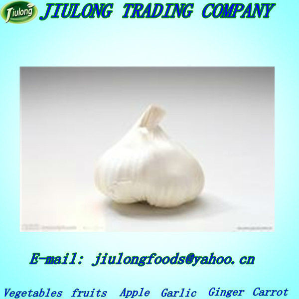 Natural fresh garlic price Jinxiang