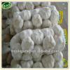 Shandong natural fresh garlic