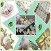 Natural fresh garlic price