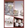 Best choice brand products/ Hot sale fresh Garlic