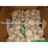 fresh chinese garlic