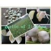 Fresh garlic in cold storage for sale