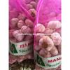 Supply Fresh Garlic with High Quality in Low Price