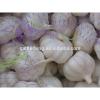 Sell 2017 Crop Fresh garlic - Spicy - Best price