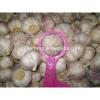 2017 New Crop China Fresh /Purple Garlic /Normal White Garlic/ Red Garlic