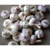 2017 New Crop China Fresh /Purple Garlic /Normal White Garlic/ Red Garlic