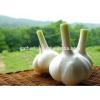 Four Seasons Supplier Wholesale of Fresh Garlic 2017&#39;