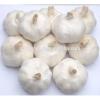 Four Seasons Supplier Wholesale of Fresh Garlic 2017&#39;