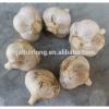 New Crop Garlic with Factory Price in own Plant