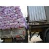 Fresh Jinxiang Garlic in Hot Sale of Competitive Price