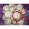 Sell 2017 Crop Fresh garlic - Spicy - Best price