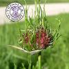 RARE Crow Garlic, Allium vineale, salad crop - 5 seeds -  UK SELLER