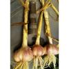 ROCAMBOLE GARLIC SEEDS FRESH CROP 40 SEEDS