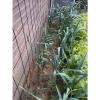 ROCAMBOLE GARLIC SEEDS FRESH CROP 40 SEEDS