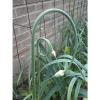 ROCAMBOLE GARLIC SEEDS FRESH CROP 40 SEEDS