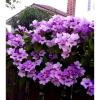 Purple Mansoa Alliacea Rare Garlic Vine Seed Flower Climber Stunning Garden