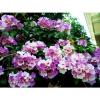 Purple Mansoa Alliacea Rare Garlic Vine Seed Flower Climber Stunning Garden