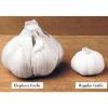 Huge! Elephant Garlic ~ Huge!! 3 Cloves~~ Easy to Grow ~~ Allium Ampeloprasum