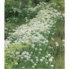 Garlic Chives Herb-250+Seeds-Non GMO-Open Pollinated-Organic