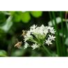 Garlic Chives Herb-250+Seeds-Non GMO-Open Pollinated-Organic