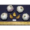 GARLIC BULBLETS - Pitarelli - Variety Hardneck Rocambole - Gmo Free - 5 Bulblets