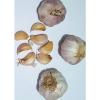 Garlic Seeds  30 cloves