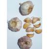 Garlic Seeds  30 cloves