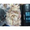 WYOMING. Organic Garlic Bulbs 50 +  Heirloom, For Planting 8  OZ