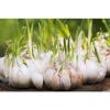 ONE POUND Majestic Italian Garlic Bulbs for Planting or Eating