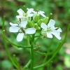 Garlic Mustard - Jack  By the Hedge - 10g seed