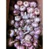 Portuguese Fresh Garlic Seeds Bulb