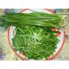 200 Garlic Chive Seeds  Korean Buchukimchi Asian Garden Vegetable ORGANIC