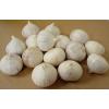 15 Bulbs Single Clove Garlic, Solo Garlic, Heirloom Herbs From Thailand