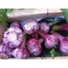 Russian Red, Garlic For planting (3 Large Heirloom Bulbs) Untreated,Organic!