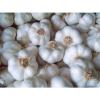 Hot Bogatyr Garlic Bulbs/ Seed. 2 .1/2 Pound