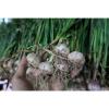 40 Bulbs Thai Garlic Alluim sativum. Heirloom for planting or cooking