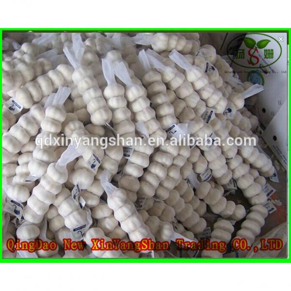 2017 2017 year china new crop garlic Fresh  Garlic  Price  Chinese  Garlic #3 image