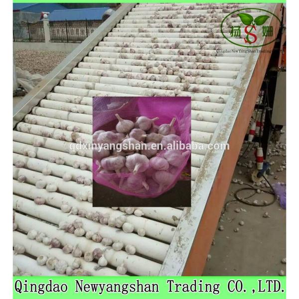 Fresh 2017 year china new crop garlic Garlic  Packing  In  Mesh  Bag For Sale In A Wholesale Price #2 image